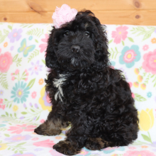 Cockapoo Puppy Paris