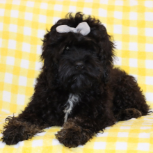 Cockapoo Puppy Paris