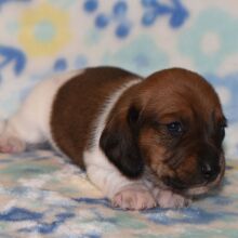 Dachshund Puppy Phoenix