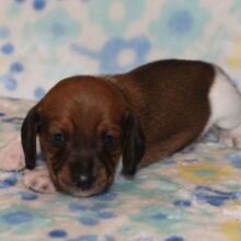 Dachshund Puppy Phoenix