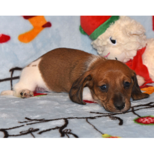 Dachshund Puppy Phoenix