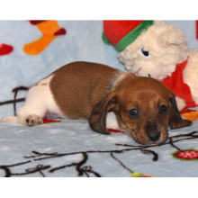 Dachshund Puppy Phoenix