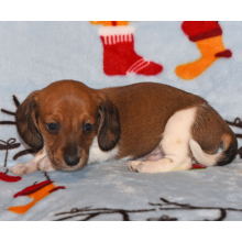 Dachshund Puppy Phoenix
