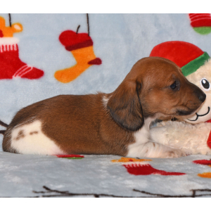 Dachshund Puppy Phoenix