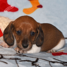 Dachshund Puppy Phoenix