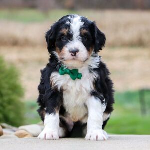 Bernedoodle Puppy Flethcher