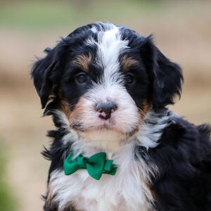 Bernedoodle Puppy Flethcher