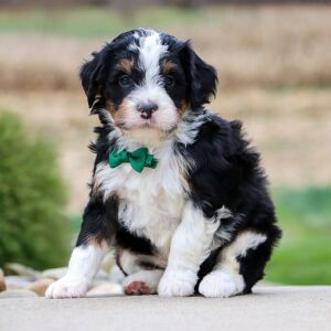 Bernedoodle Puppy Flethcher