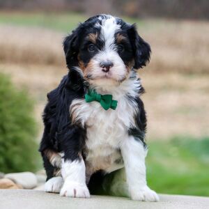 Bernedoodle Puppy Flethcher