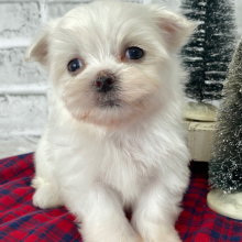 Maltese Puppy Wings