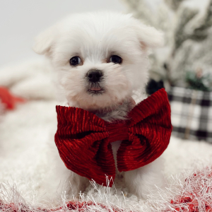 Maltese Puppy Wings