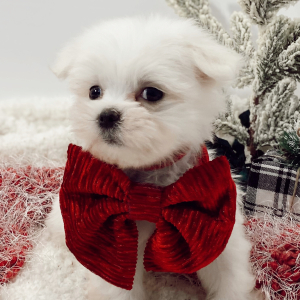 Maltese Puppy Wings