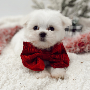 Maltese Puppy Wings
