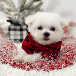 Maltese Puppy Wings