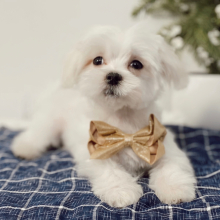 Maltese Puppy Wings