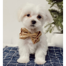 Maltese Puppy Wings