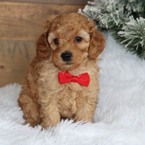 Poodle Puppy Rascall