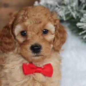 Poodle Puppy Rascall
