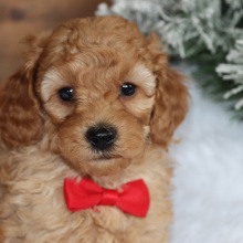 Poodle Puppy Rascall