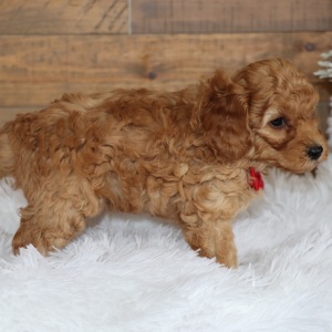 Poodle Puppy Rascall