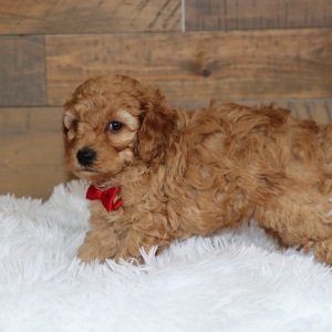 Poodle Puppy Rascall