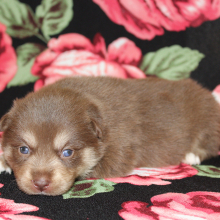 Pomsky Puppy Giganta