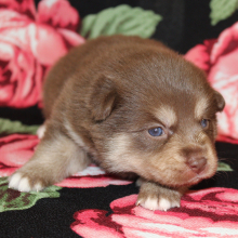 Pomsky Puppy Giganta