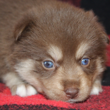 Pomsky Puppy Giganta