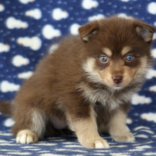 Pomsky Puppy Giganta