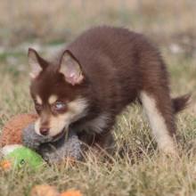 Pomsky Puppy Giganta