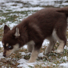 Pomsky Puppy Giganta