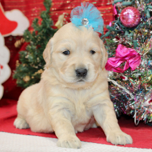 Golden Retriever Puppy Dixie