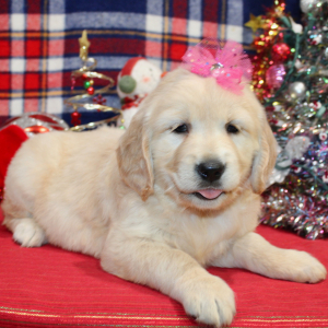 Golden Retriever Puppy Dixie