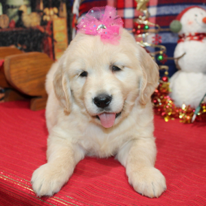 Golden Retriever Puppy Dixie