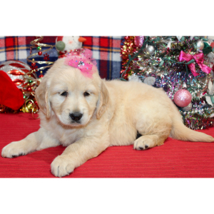 Golden Retriever Puppy Dixie