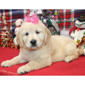 Golden Retriever Puppy Dixie