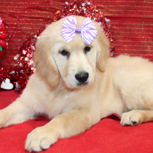 Golden Retriever Puppy Dixie