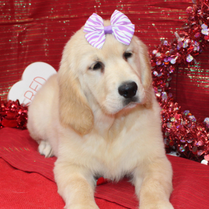 Golden Retriever Puppy Dixie