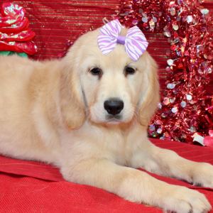 Golden Retriever Puppy Dixie