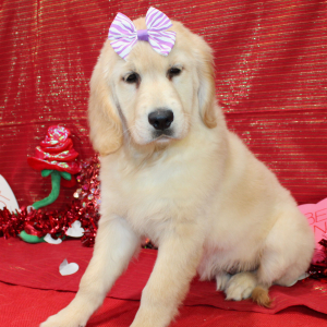 Golden Retriever Puppy Dixie