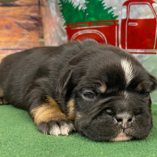 French Bulldog Puppy Rusty