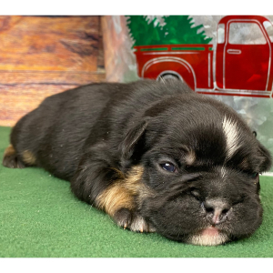 French Bulldog Puppy Rusty