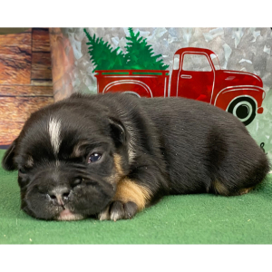 French Bulldog Puppy Rusty