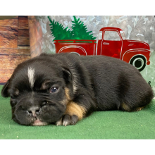French Bulldog Puppy Rusty