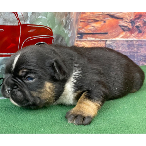 French Bulldog Puppy Rusty