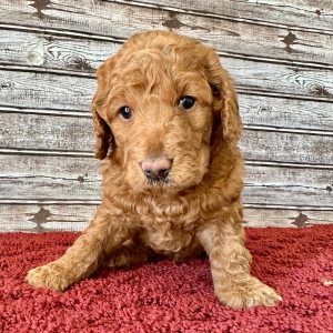 Goldendoodle Puppy Hallie