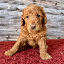Goldendoodle Puppy Hallie