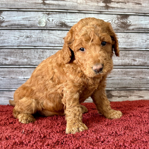 Goldendoodle Puppy Hallie