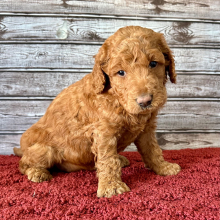 Goldendoodle Puppy Hallie