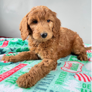 Goldendoodle Puppy Hallie